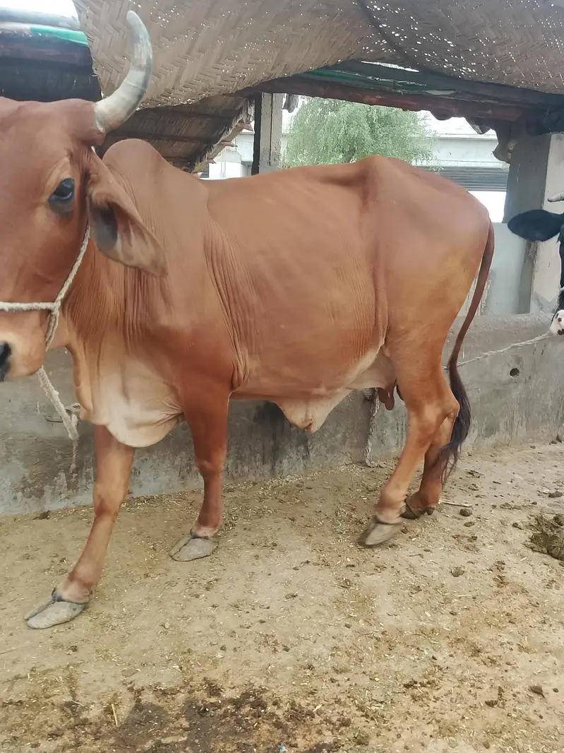 dasi gahen mash Allah achi nasal ki abi 18jul ko ceras ki hai gabin ha — photo 3