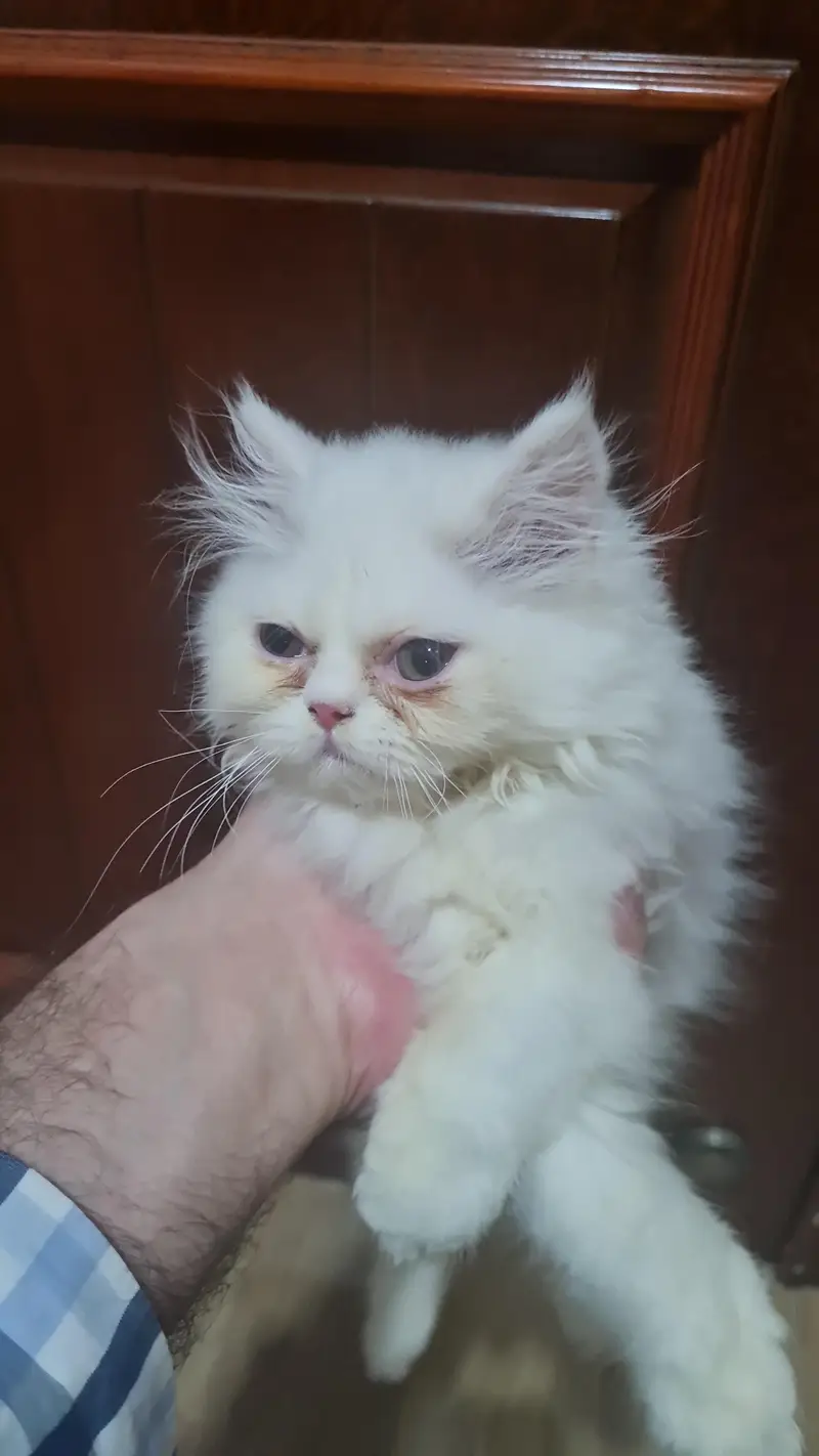 selling my cat — photo 2