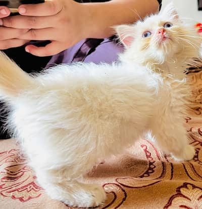 Persian kitten in reasonable prices