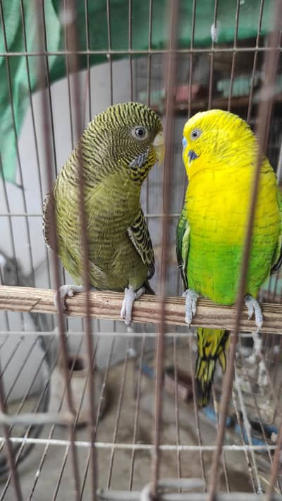 Blackface Blackwing Dunfallow Budgies