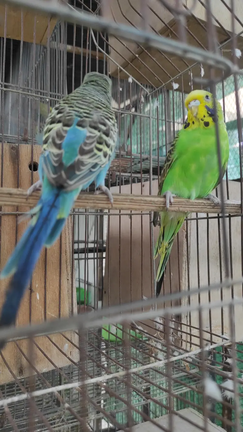 Blackface Blackwing Dunfallow Budgies — photo 2