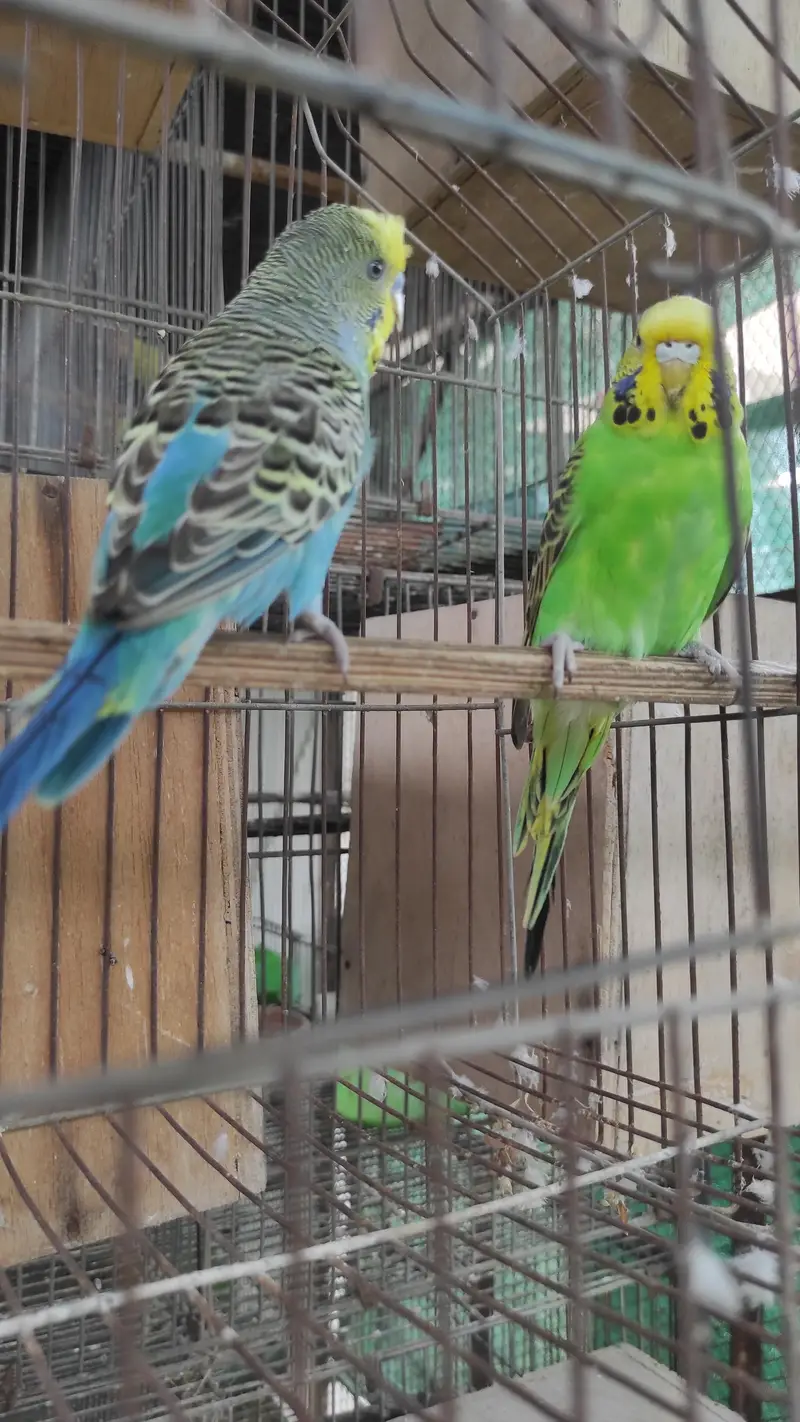 Blackface Blackwing Dunfallow Budgies — photo 3