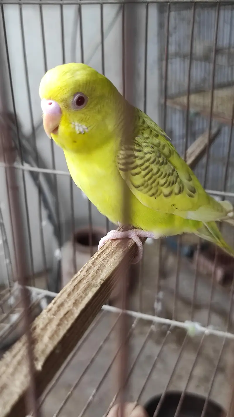 Blackface Blackwing Dunfallow Budgies — photo 4