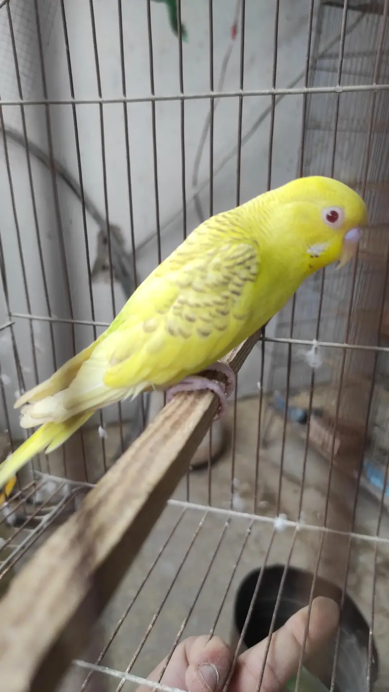 Blackface Blackwing Dunfallow Budgies — photo 5