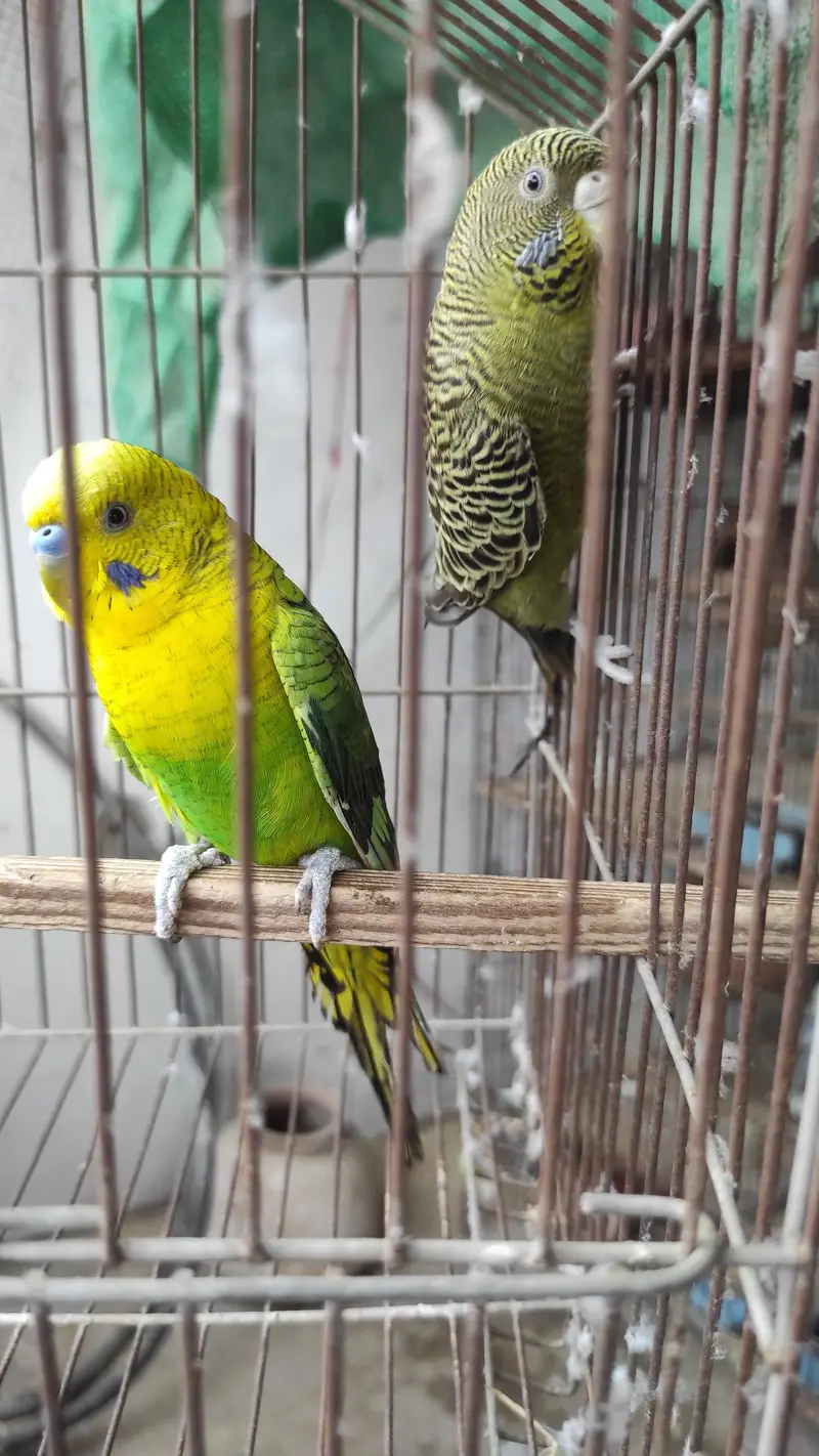 Blackface Blackwing Dunfallow Budgies — photo 6