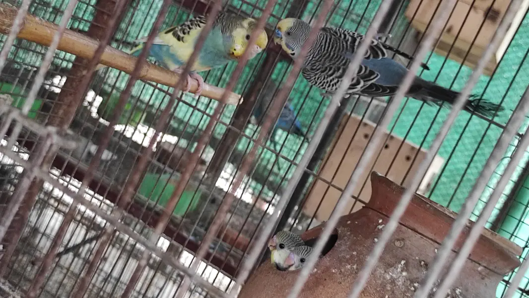 Blackface Blackwing Dunfallow Budgies — photo 7