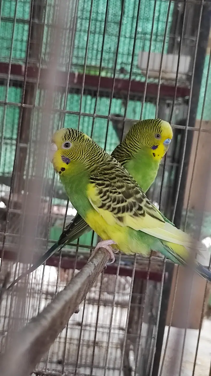 Blackface Blackwing Dunfallow Budgies — photo 8