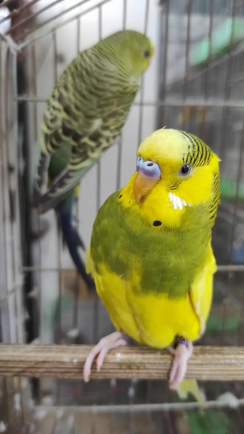 Blackface Blackwing Dunfallow Budgies — photo 9