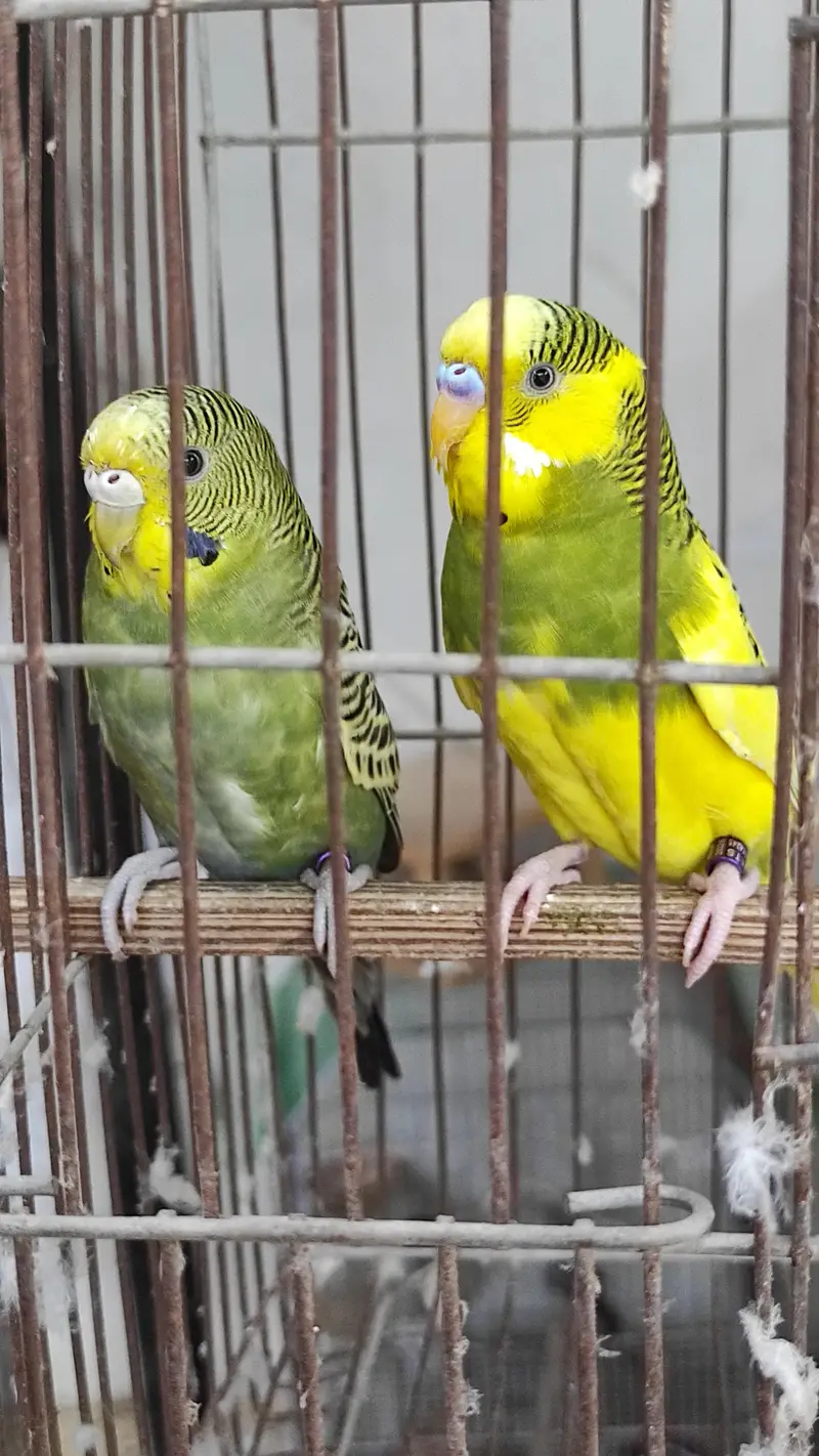 Blackface Blackwing Dunfallow Budgies — photo 10