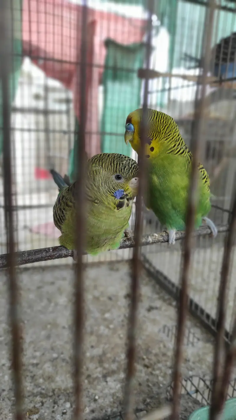 Blackface Blackwing Dunfallow Budgies — photo 11
