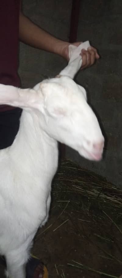Rajnpuri goat pure gulabi putt bakri