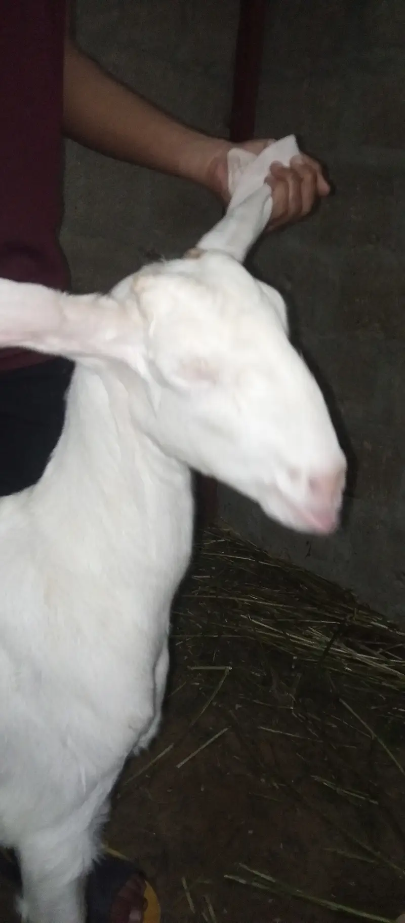 Rajnpuri goat pure gulabi putt bakri