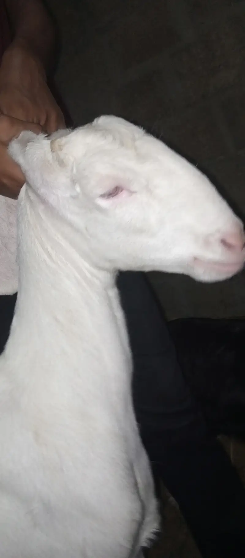 Rajnpuri goat pure gulabi putt bakri — photo 2