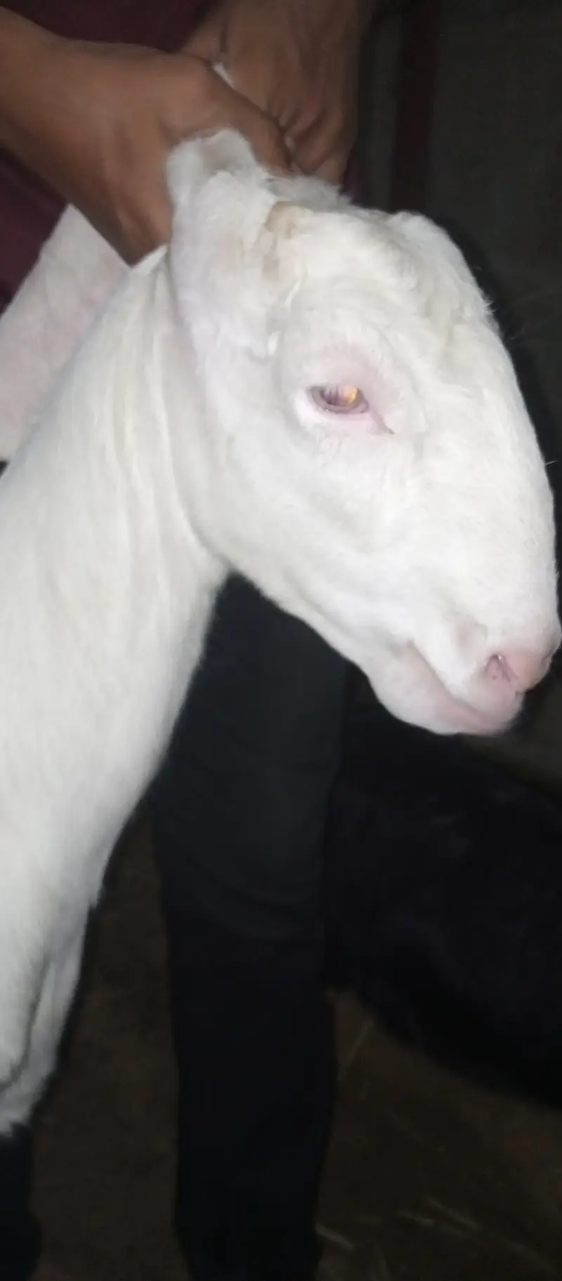Rajnpuri goat pure gulabi putt bakri — photo 3