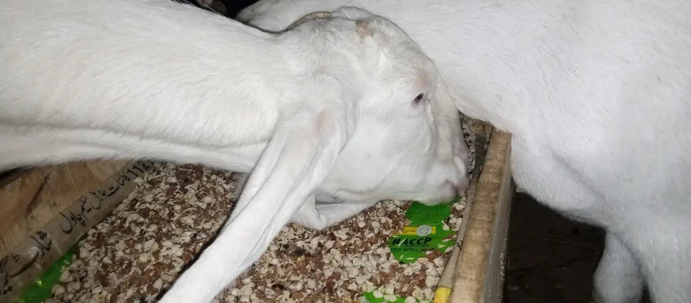 Rajnpuri goat pure gulabi putt bakri — photo 4