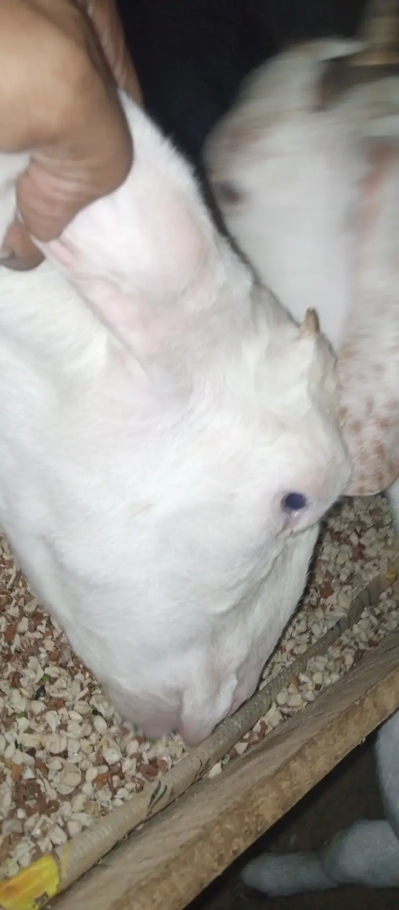 Rajnpuri goat pure gulabi putt bakri — photo 5