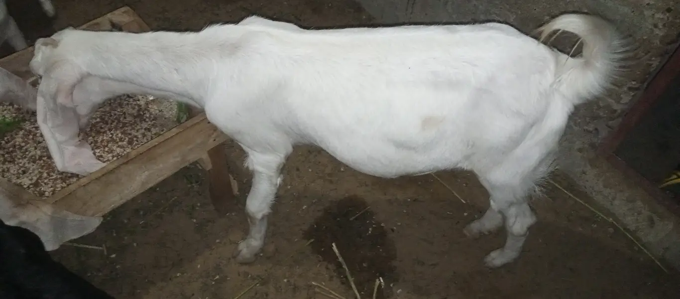 Rajnpuri goat pure gulabi putt bakri — photo 6