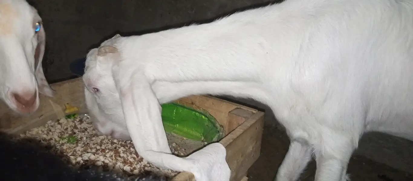 Rajnpuri goat pure gulabi putt bakri — photo 7