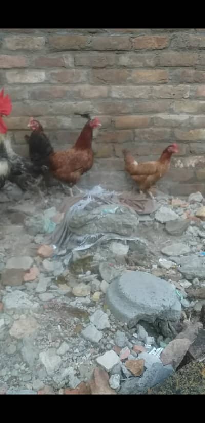 Desi kurak huny wali Murgia
