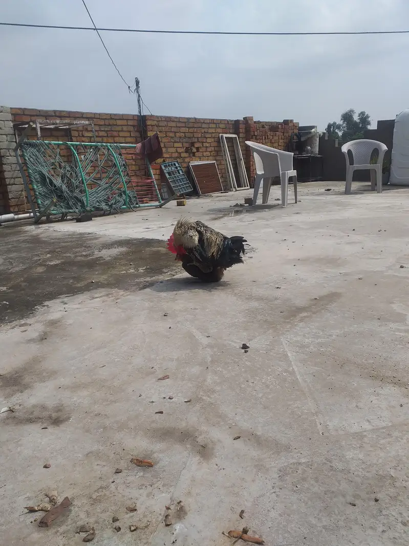 Desi kurak huny wali Murgia — photo 6