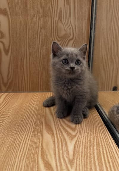 BRITISH SHORTHAIR