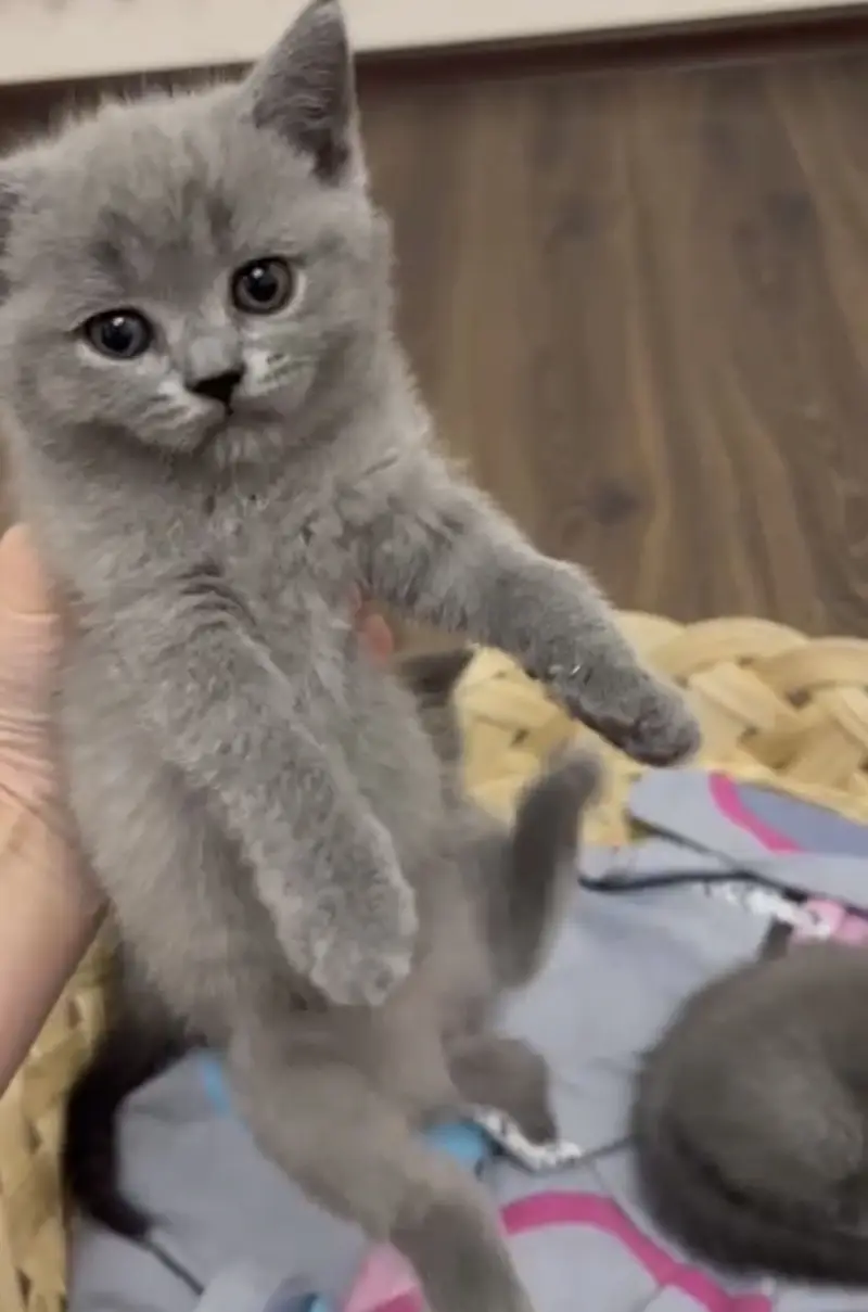 BRITISH SHORTHAIR — photo 2