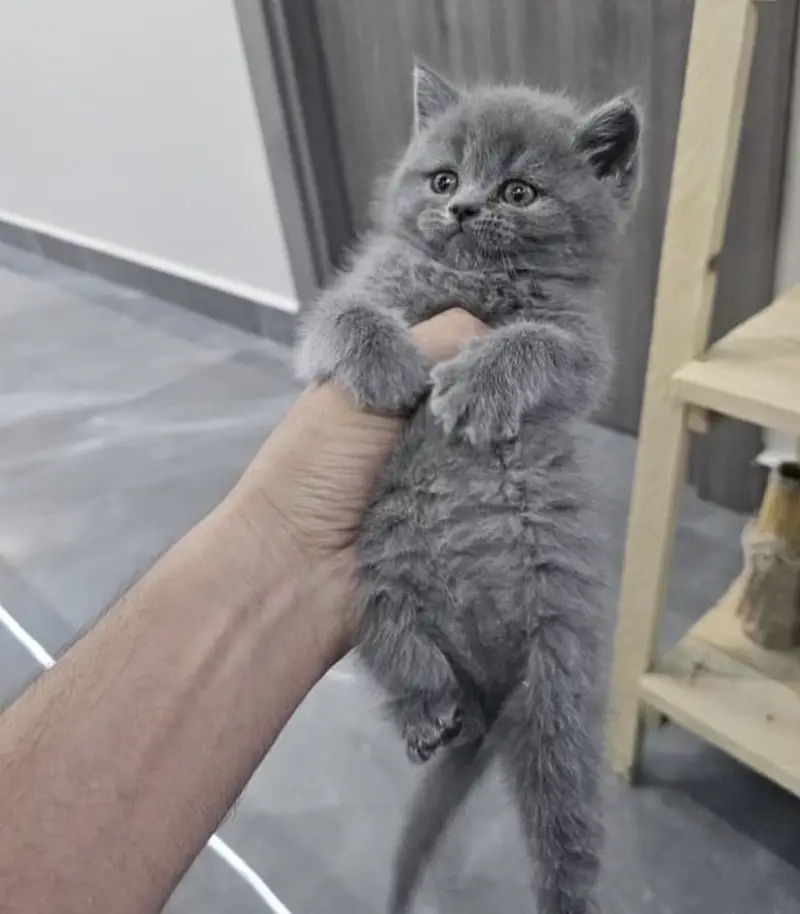 BRITISH SHORTHAIR — photo 3