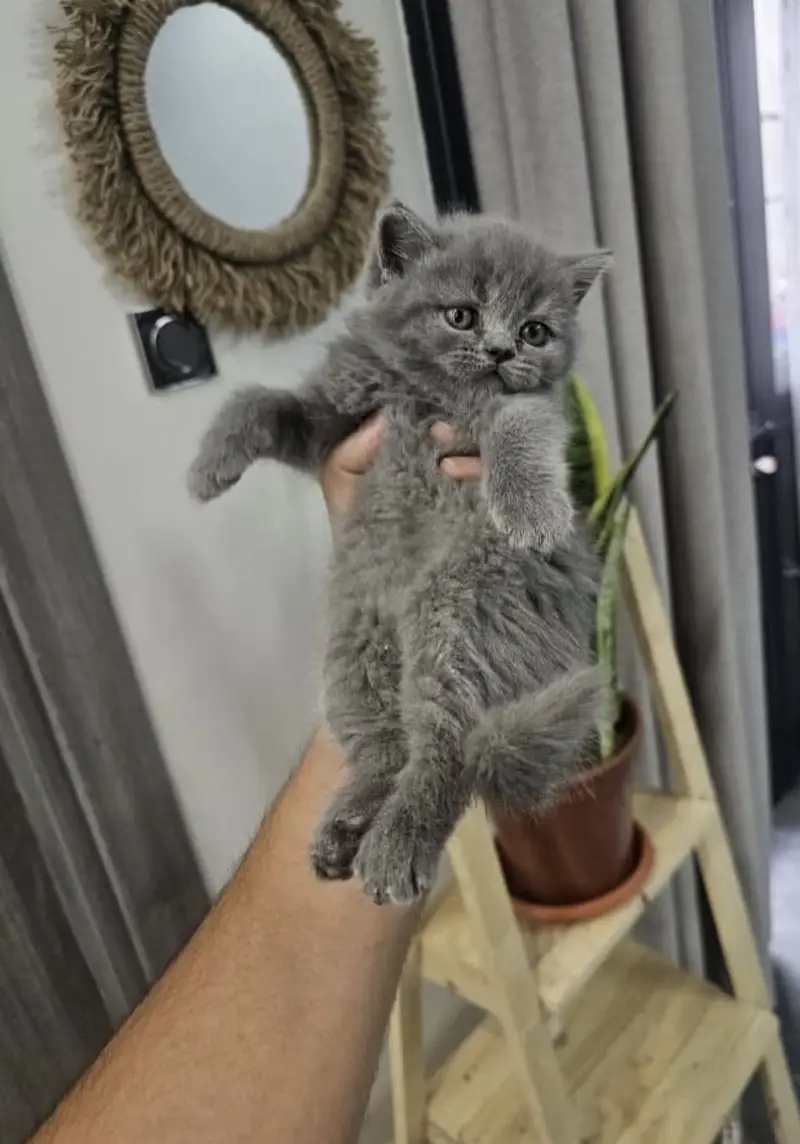 BRITISH SHORTHAIR — photo 4