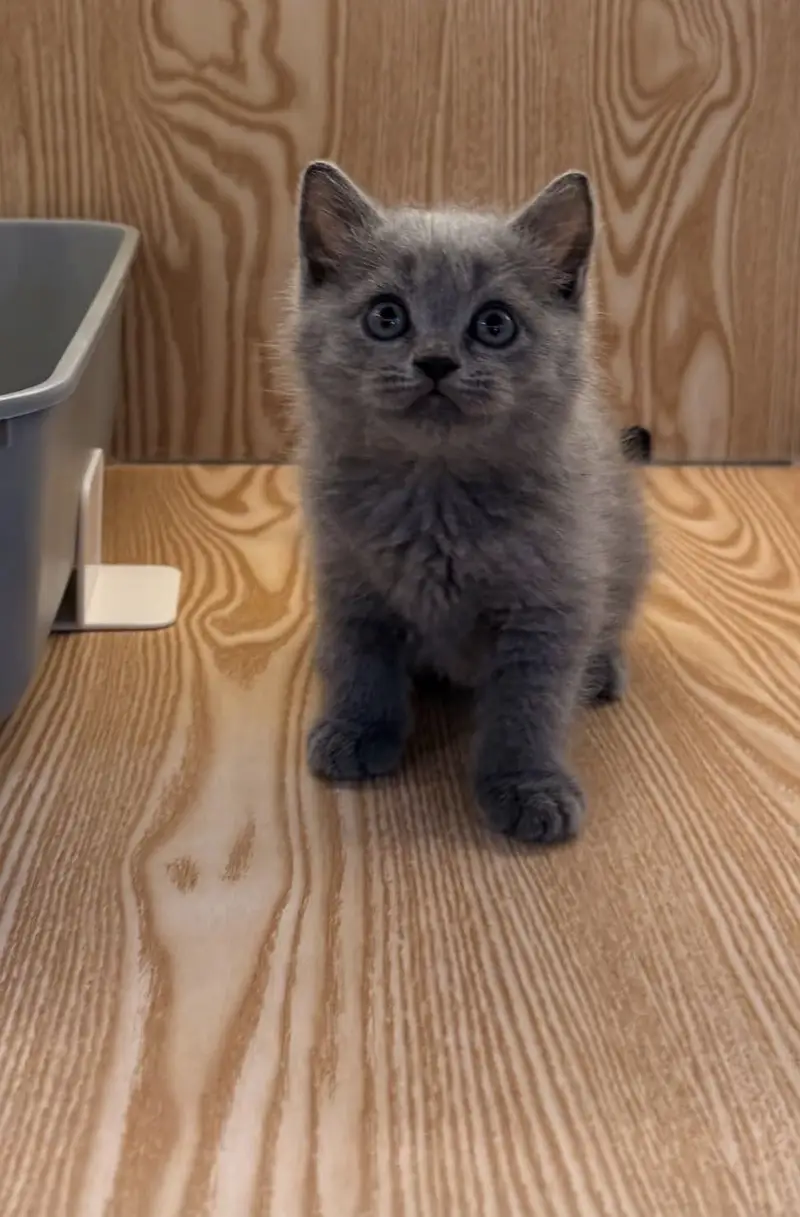 BRITISH SHORTHAIR — photo 5