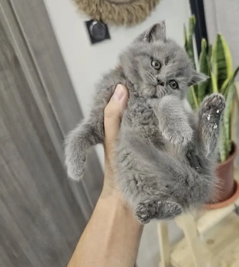 BRITISH SHORTHAIR — photo 6