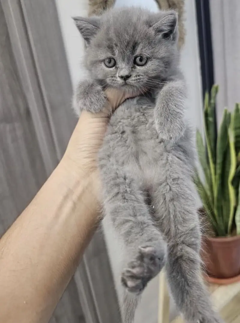 BRITISH SHORTHAIR — photo 7