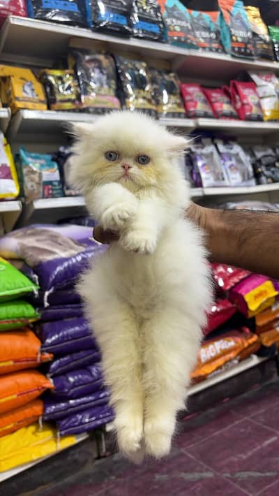 selling my cat