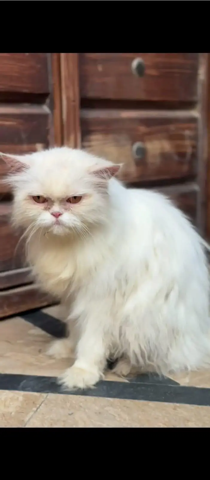 Persian Female Extreme Punch Face Cat — photo 2