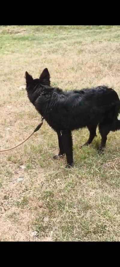 Top Quality Black German shepherd Female First Heat py ane wali hain