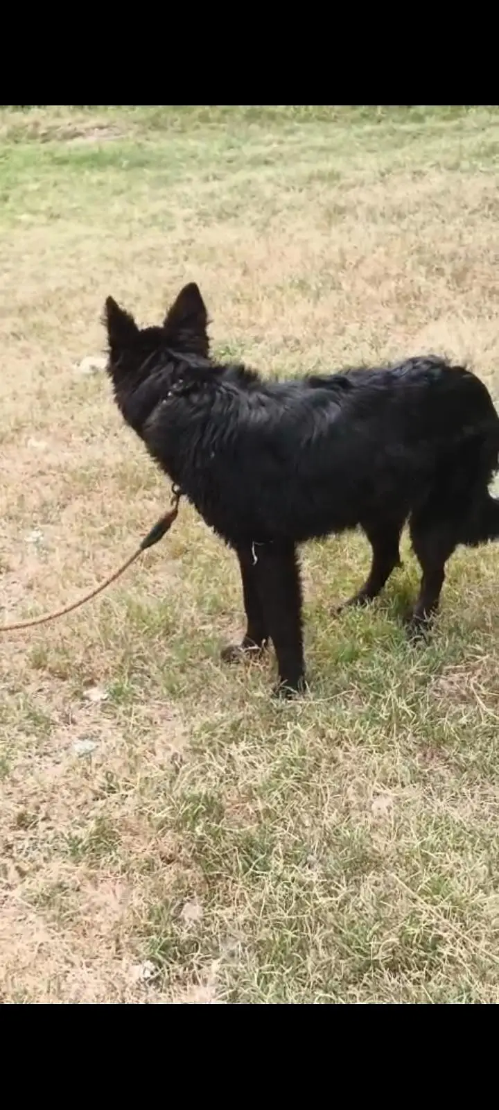 Top Quality Black German shepherd Female First Heat py ane wali hain