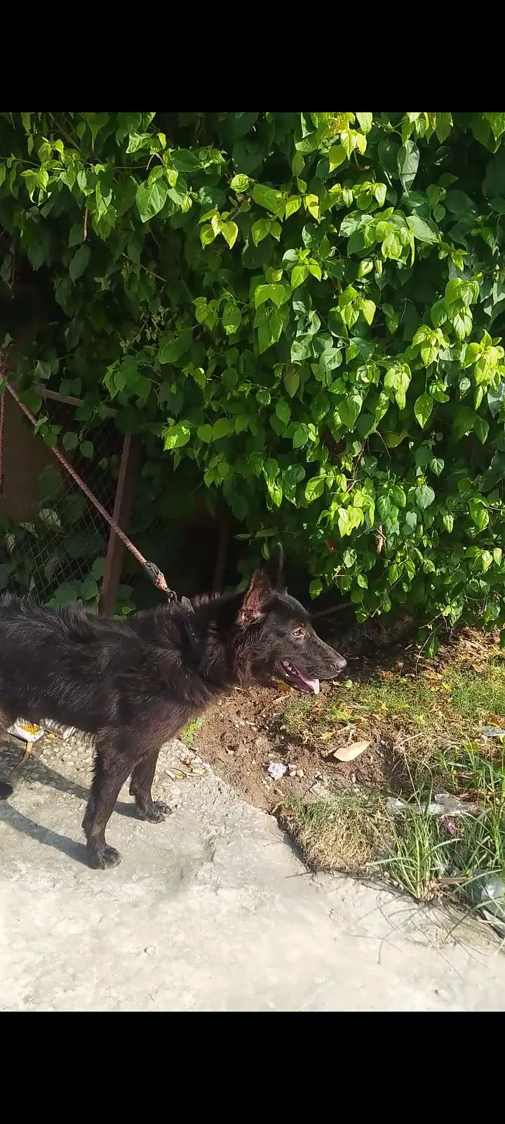 Top Quality Black German shepherd Female First Heat py ane wali hain — photo 2