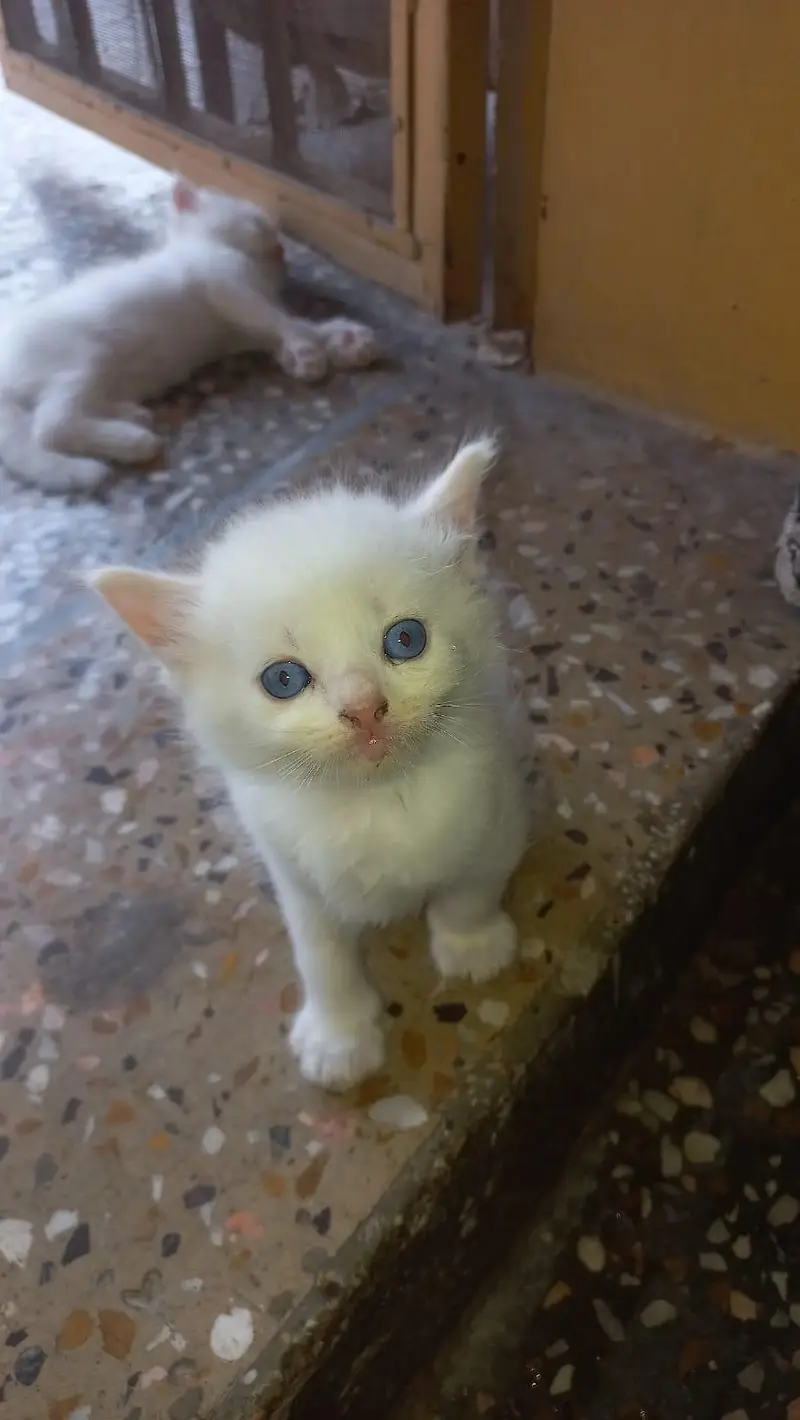 triple coat kittens — photo 2