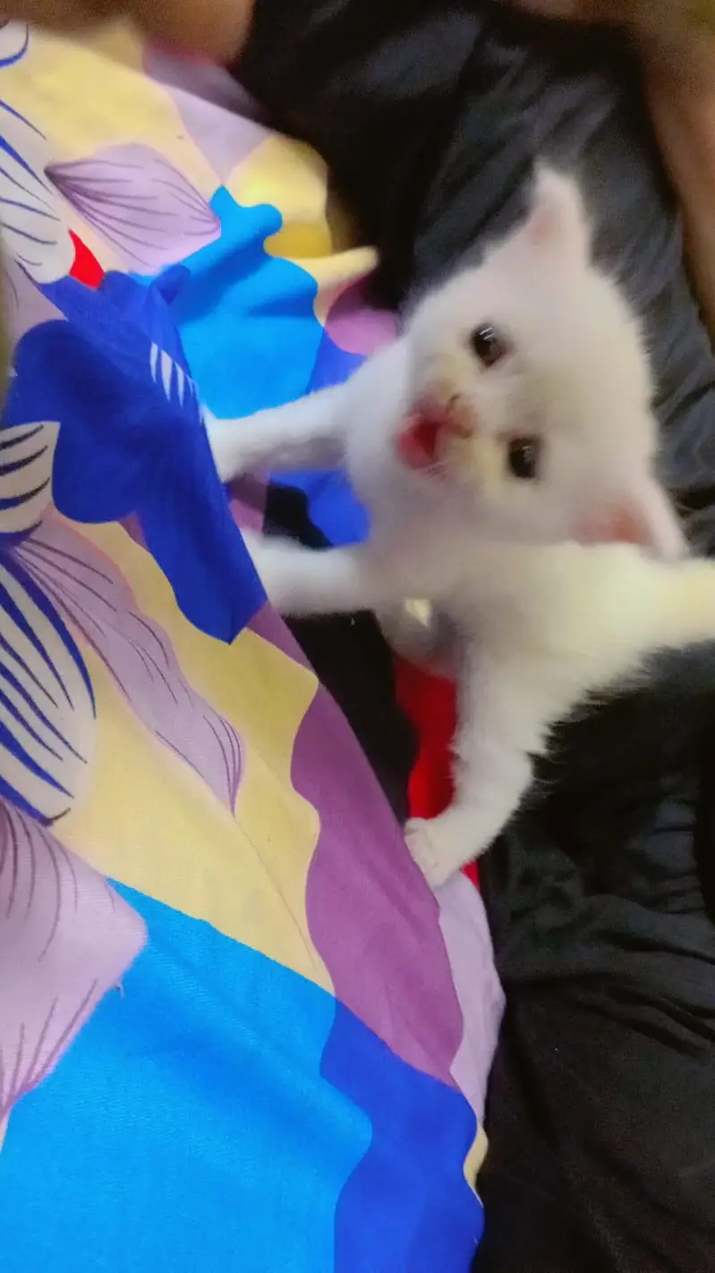 triple coat kittens — photo 3