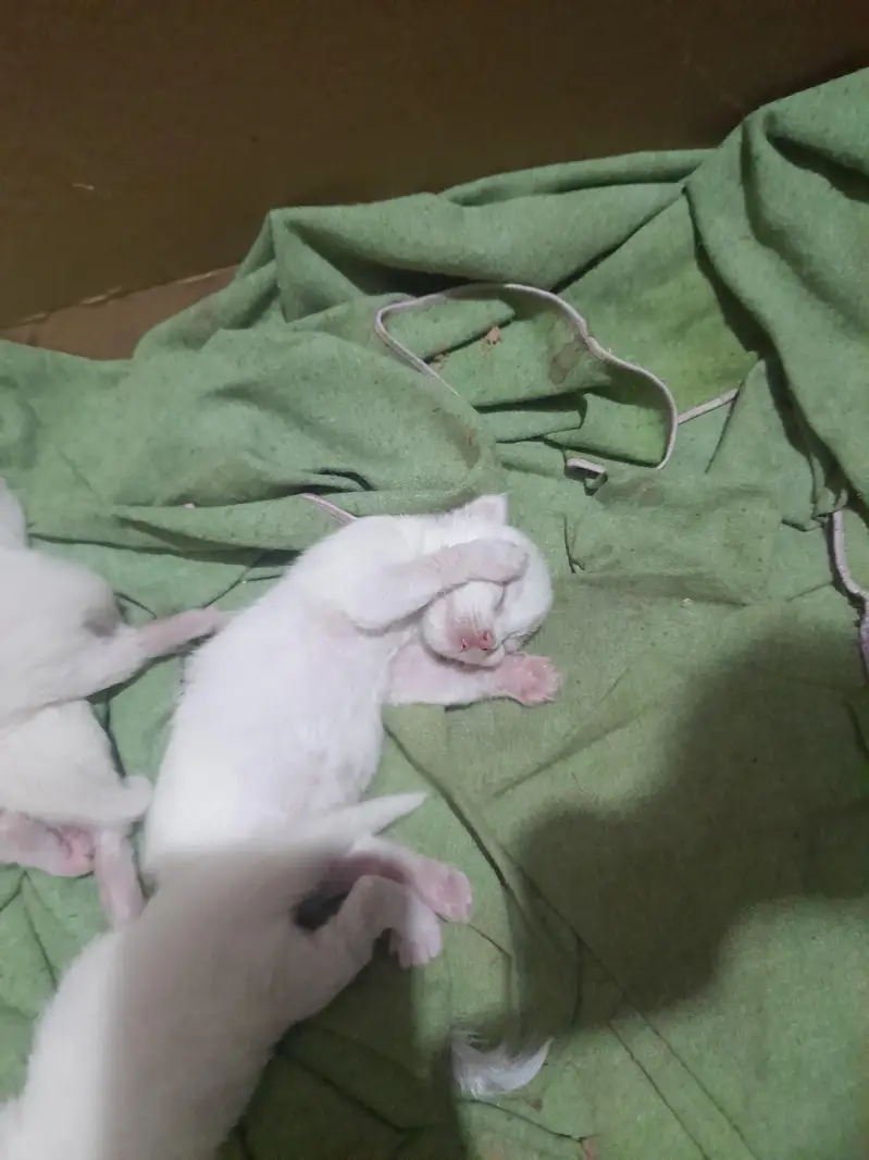 triple coat kittens — photo 4
