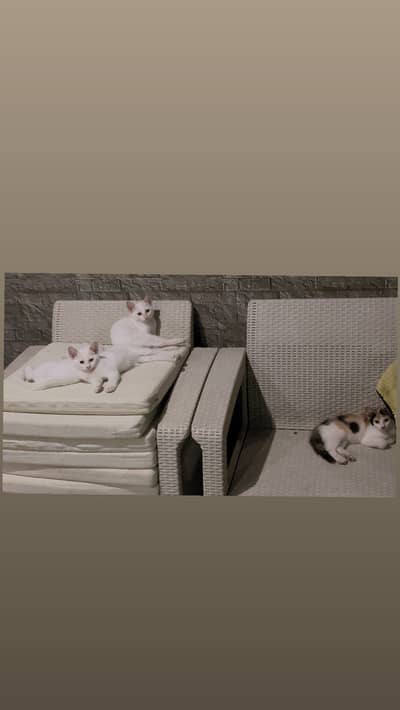 4 mix breed kittens for adoption