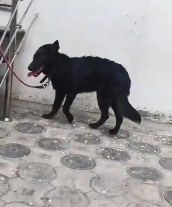 Top Quality Black German shepherd Female First Heat py ane wali hain — photo 3