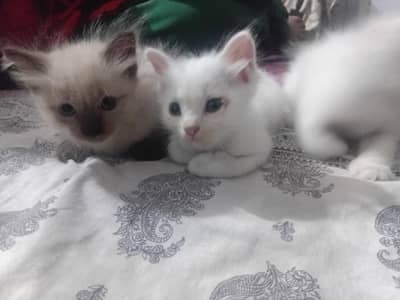cute cats