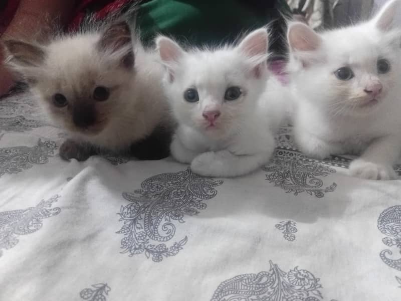 cute cats 1