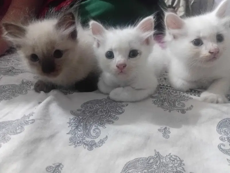 cute cats — photo 2