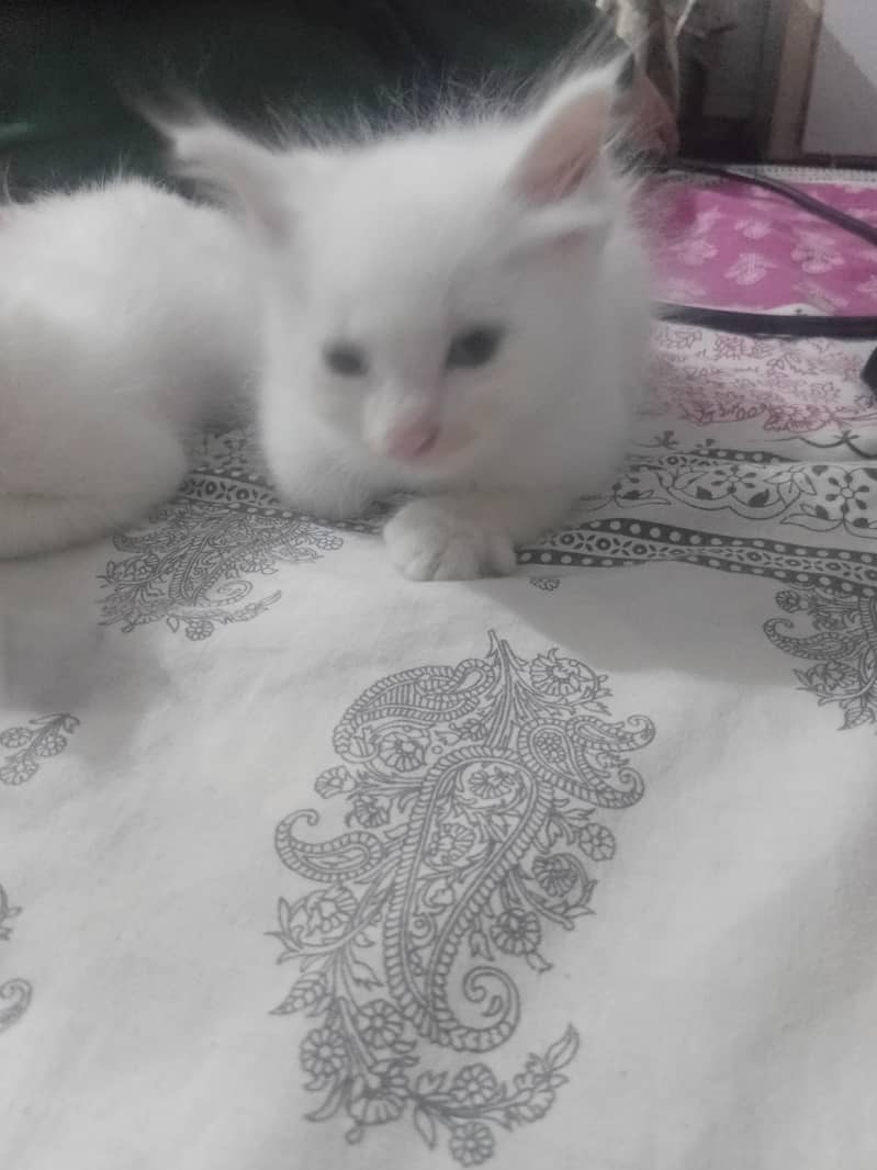cute cats 2