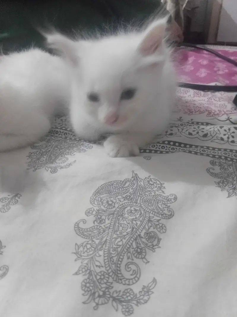 cute cats — photo 3
