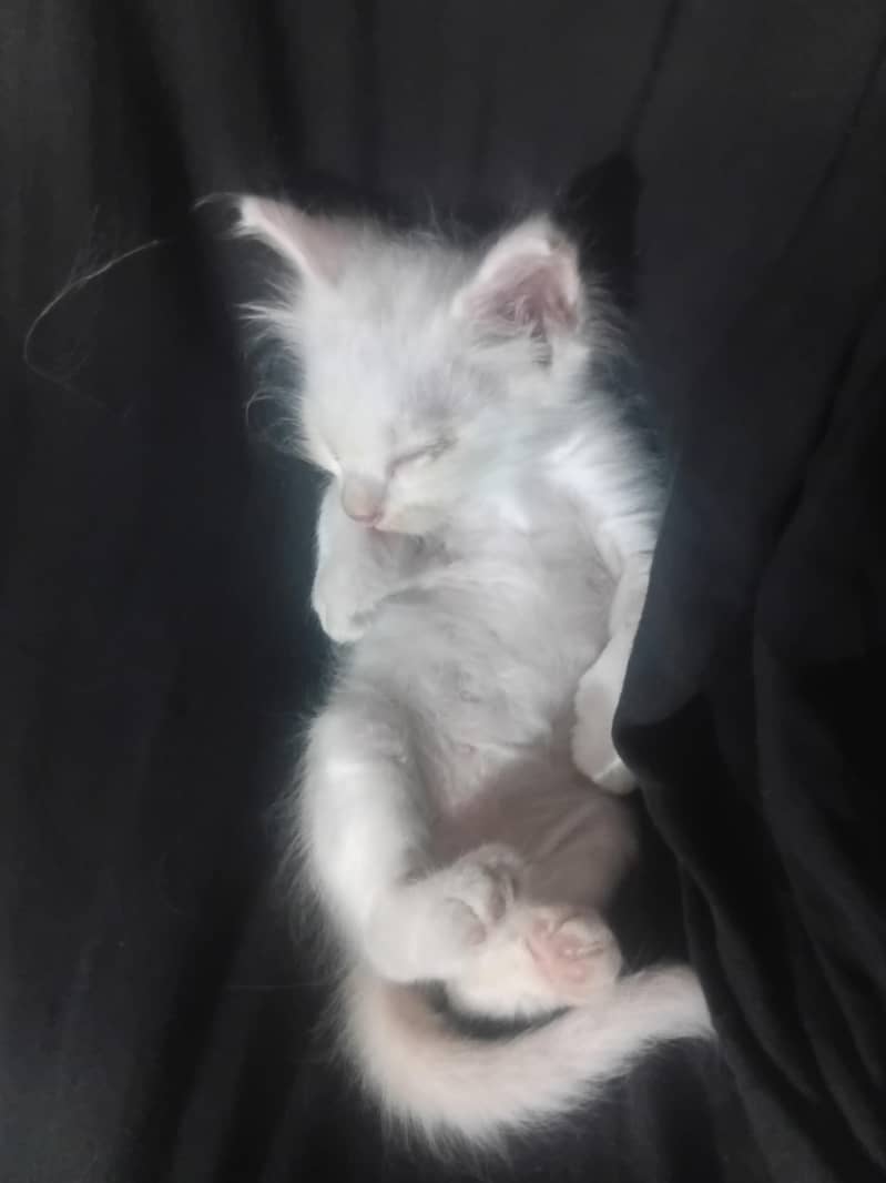 cute cats 3