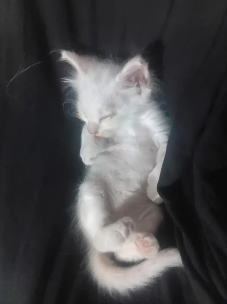 cute cats — photo 4