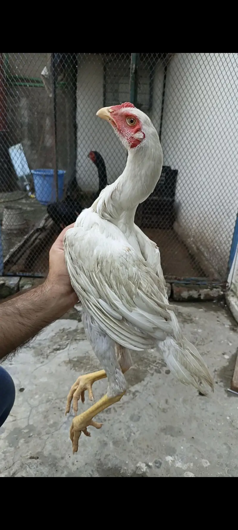 white o shamo — photo 2