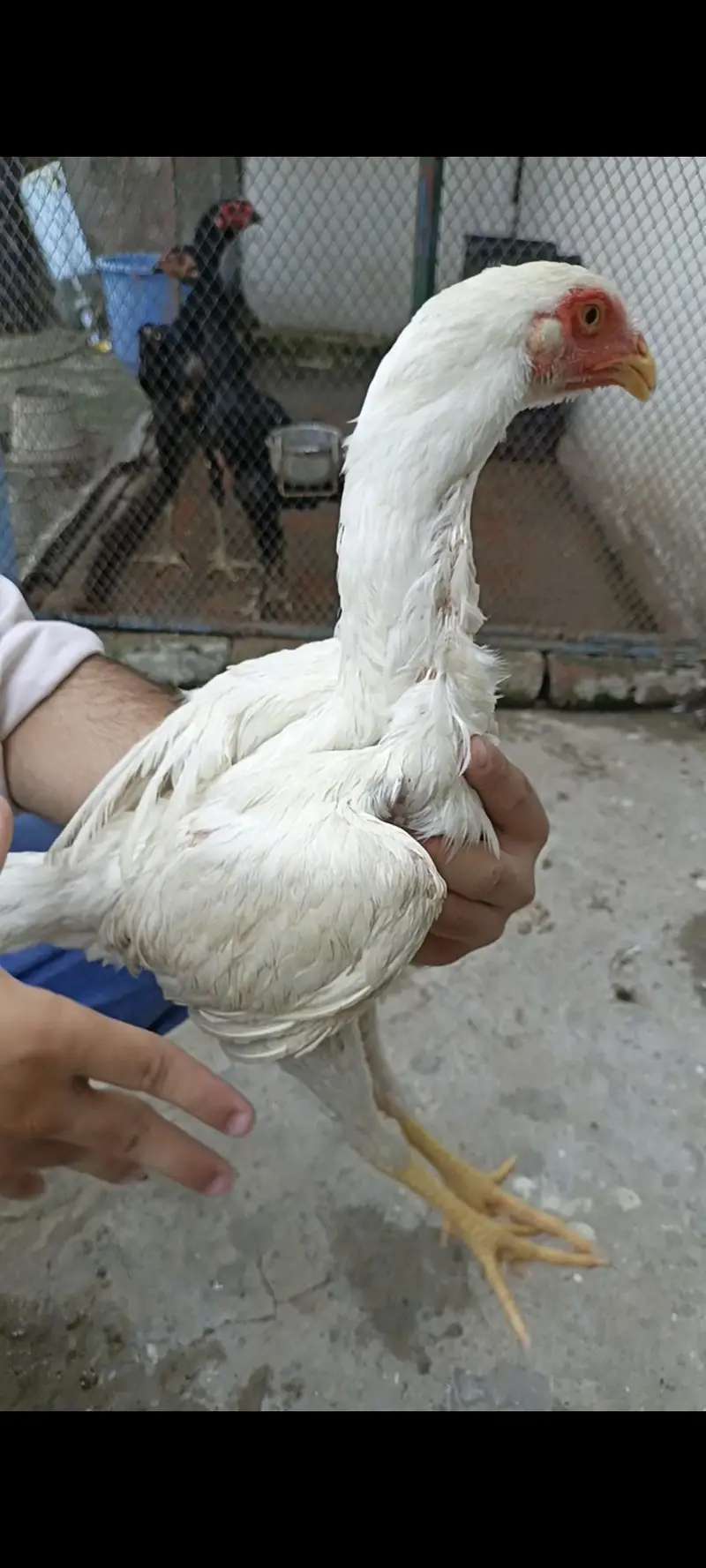 white o shamo — photo 4